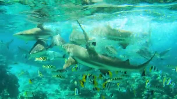 Hai-Fressrausch - Schwarzspitzenriffhaie schwimmen im tropischen Korallenriff in Französisch-Polynesien Tahiti in der Korallenrifflagune im Pazifik. Unterwasser-Schnorchelvideo von Carcharhinus melanopterus — Stockvideo