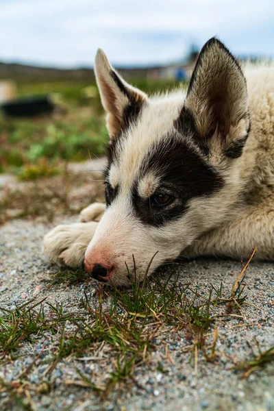 Groenlandia perro - un cachorro de trineo husky perro en Ilulissat Groenlandia — Foto de Stock
