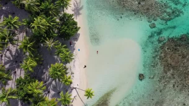 Bora Bora Tropikal Ada Cenneti 'nden plaj seyahati insansız hava aracı videosu. Bikinili bir kadın ve turkuaz mavi sularda palmiye ağaçları, mercan resifi gölü. Yüzen kadın manzarası rahatlatıcı. — Stok video