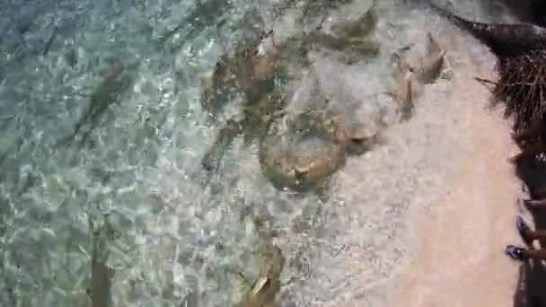 Tiburón alimentando frenesí en la Polinesia Francesa. La gente alimenta a los tiburones de punta negra con restos de pescado. Muchos tiburones en destino de vacaciones de viaje. Atolón de Rangiroa Tahití — Vídeos de Stock