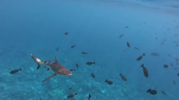 Tahiti Grey Reef Shark attackerar bitande kamera medan du simmar snorkling i Franska Polynesien Tahiti ön korallrev lagun i Stilla havet. Tropiska revhajar med blacktip. Rangiroa atoll — Stockvideo