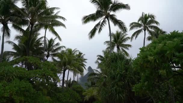 Bora Bora dan Gunung Otemanu di Tahiti, Polinesia Prancis. Video dengan pohon palem dan tanaman subur menunjukkan puncak dari Gunung Pahia, Gunung Otemanu di latar belakang. Tahiti, selatan Samudera Pasifik — Stok Video