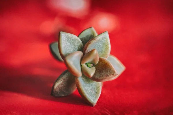 Succulent plant new rosette from leaf propagation. Succulents plants growing gardening at home — Stock Photo, Image