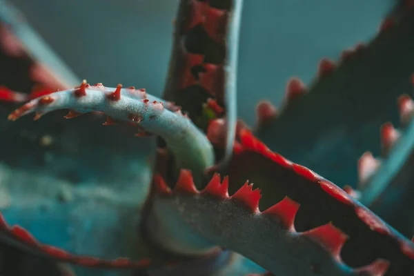 Aloe Vera Coral Hoja de fuego primer plano. Pequeña jardinería de plantas caseras interiores — Foto de Stock