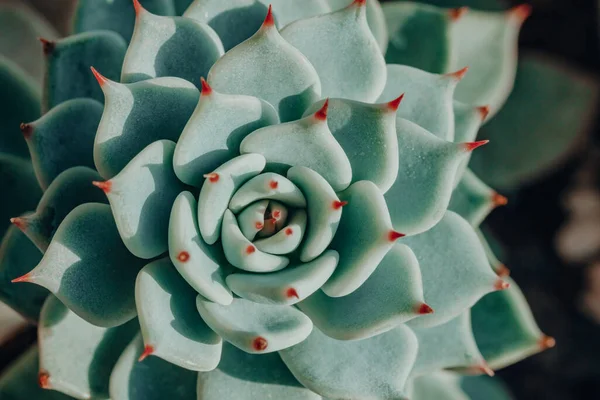 有红色尖尖特写的绿色植物。家庭园艺室内肉质植物园 — 图库照片