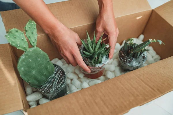 Nuevas plantas entrega mujer apertura de la caja de envío de compras en línea houseplants. Paquete de plantas suculentas y de cactus —  Fotos de Stock