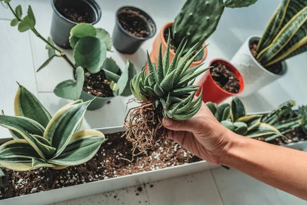 Rumah tukang kebun wanita menanam baru lezat hawthoria tanaman di apartemen indoor garden planter. Repotting akar tanaman dalam tanah pot — Stok Foto