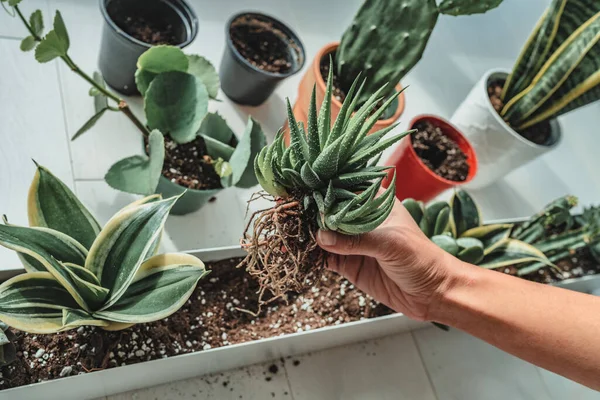 Hausgärtnerin pflanzt neue sukkulente Hawthoria-Pflanze in Wohnung Indoor-Garten Pflanzer. Wurzelgebundene Pflanzen in Blumenerde umtopfen — Stockfoto