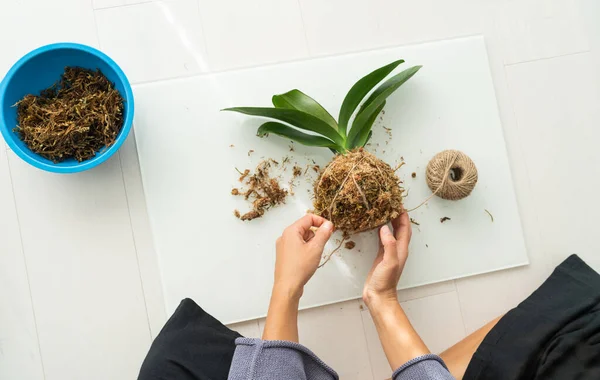 Kokedama DIY ev işleri yapan kadın orkide bitkisi yapıyor Japon topunu sphagnum yosunu ve iple asıyor. Apartmanda bahçe işleri. — Stok fotoğraf