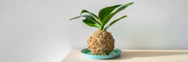 Kokedama Orchidee japanische Mooskugelpflanze. Gartenarbeit zu Hause DIY Dekor Handwerk Banner Panorama — Stockfoto