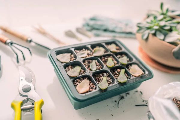 Peramban tanaman berkebun DIY. Daun yang lezat tumbuh di rumah menanam daun sukulen di nampan propagator untuk tumbuh. Taman dalam ruangan — Stok Foto