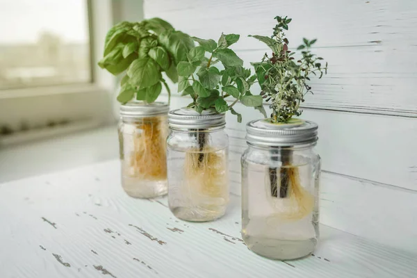 Hidroponik berkebun DIY. Herbal segar panen di meja dapur dekat jendela untuk sinar matahari. Kemangi Genovese, mint, thyme dalam botol metode kratky hidroponik — Stok Foto