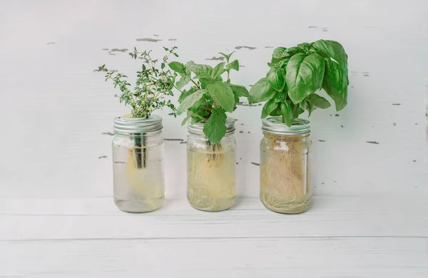 Hidropónica jardinería frascos de vidrio kratky en casa sobre fondo de madera blanca. Cocina con albahaca, menta, tomillo y raíces sumergidas en agua —  Fotos de Stock