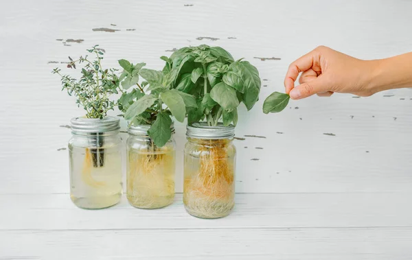 Récolte d'herbes à la maison pendant la cuisson. Femme cueillant des feuilles de basilic frais à partir de plantes herbacées en croissance dans un système de pots kratky hydroponique. Feuilles de plantes comestibles. Basilic, menthe, thym — Photo