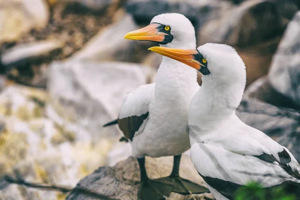 Nazca Booby - Galapagos állatok és állatok — Stock Fotó