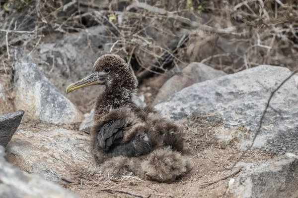 Galapagos Islands - Galapagos Albatross chick ook bekend onder de naam Waved albatrosses — Stockfoto