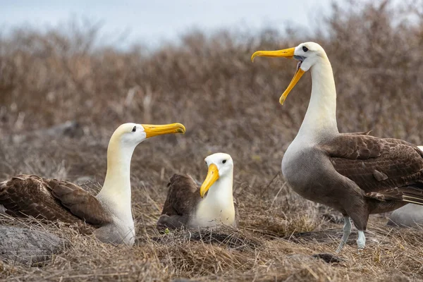 Galapagos Albatross γνωστός και ως Waved albatrosses ζευγαρώματος χορό φλερτ τελετουργικό — Φωτογραφία Αρχείου