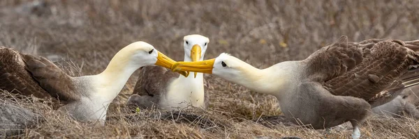 Galapagos Albatross más néven Waved albatrosses párzási tánc udvarlási rituálé — Stock Fotó