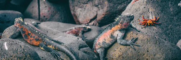 Galapagosöarna Julafton på Espanola Island, Galapagos. Man Marine Iguanas och Sally ljusfot krabba. Panorama banderoll av djur vilda djur och natur på Galapagos öar, Ecuador — Stockfoto