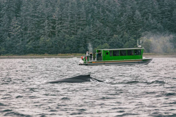 Alaska walvis kijken tour activiteit als cruiseschip excursie populaire toeristische attractie in Juneau, Verenigde Staten. Zomer Herfst reisbestemming. Dorsale vinnen van bultruggen die in zee duiken. — Stockfoto