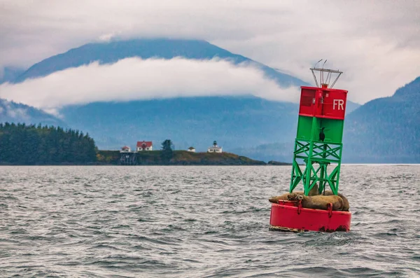 Alaska Wildlife Sightseeing Walbeobachtung Bootstour in Juneau. Stellar Seelöwen Natur Landschaft Kreuzfahrt reisen. Robben auf Boje in der Bucht von Auke. Alaska-Reise. — Stockfoto