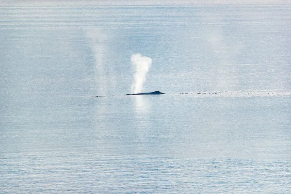 Walvis kijken cruise Alaska toeristische activiteit reizen vakantie - Bultrug walvis spuiten water uit blaasgat ademhaling aan het oppervlak van het water. — Stockfoto