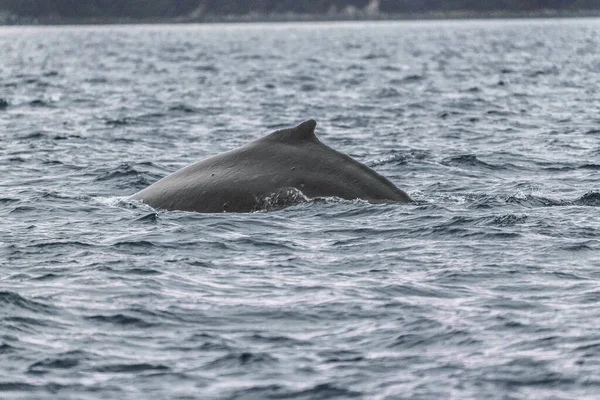 Walvis kijken cruise Alaska toeristische activiteit bestemming zomervakantie- Bultrug walvis rugvin brekend water — Stockfoto