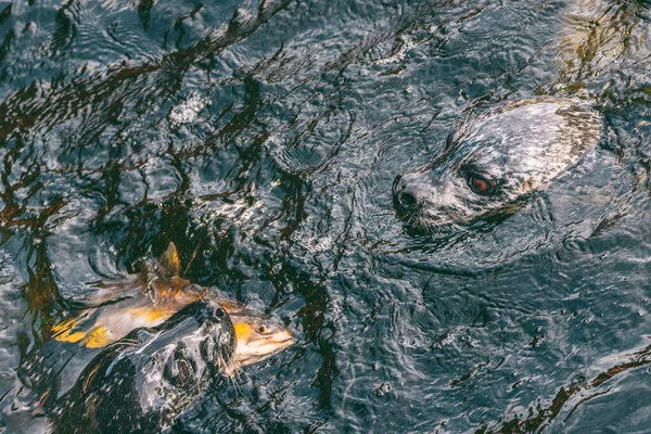 Sälar jagar tillsammans äter laxfisk i bäcken. Alaska hamn sigill simma med fisk i munnen, alaskan vilda djur. — Stockfoto
