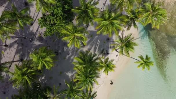 Tropical isla paraíso mujer en bikini por palmeras drone aérea playa vídeo — Vídeo de stock