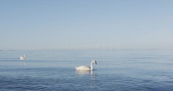Molinos de viento en Copenhague Dinamarca con cisnes nadando en Oresund en Amager Strand — Vídeos de Stock