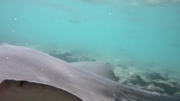 Stingrays vídeo subaquático da natureza da vida selvagem na Polinésia Francesa, Bora, Bora — Vídeo de Stock