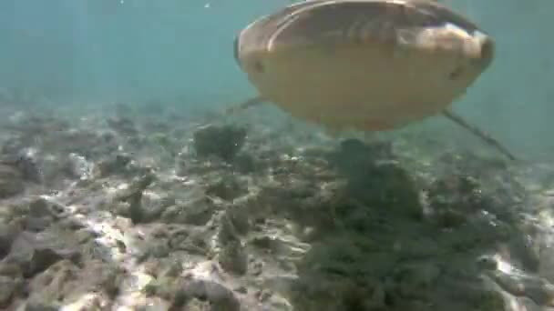 Blacktip Reef Shark атакует кусающую камеру, плавающую во Французской Полинезии, Таити — стоковое видео