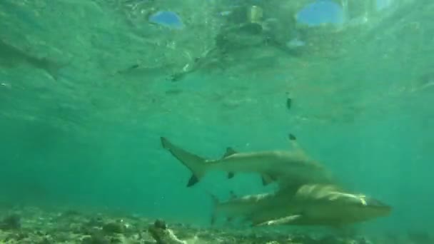 Rekiny - Rekin rafowy, Polinezja Francuska Tahiti -Carcharhinus melanopterus — Wideo stockowe