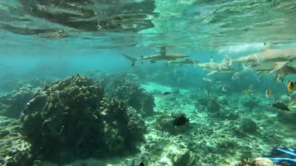 Tubarões - Blacktip Reef Shark, Polinésia Francesa Tahiti-Carcharhinus melanopterus — Vídeo de Stock