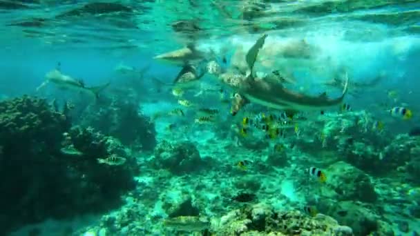 Sharks - Many Blacktip Reef Sharks feeding swimming tropical coral reef — Video