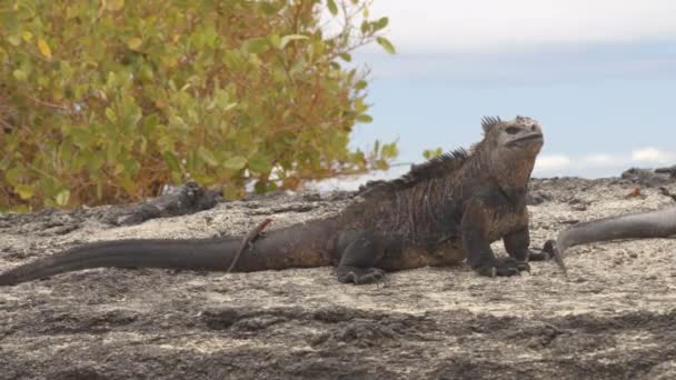 Isabela Adası 'ndaki Galapagos Deniz İguanası — Stok video