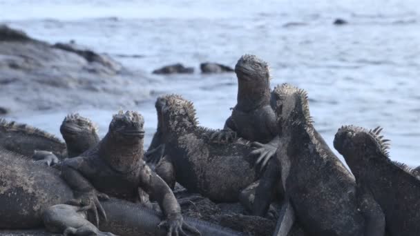 Galapagos Zeeleguaan - De leguanen verwarmen in de zon op Fernandina Island — Stockvideo
