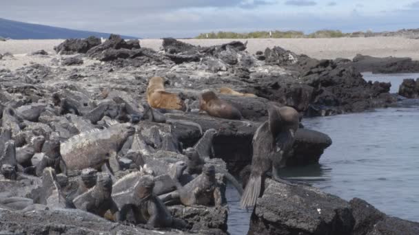 Galapagosdieren - Zeeleguaan, aalscholver en Galapagoszeeleeuwen — Stockvideo