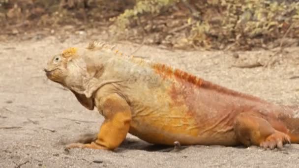 Iguana terrestre de Galápagos - iguana terrestre amarilla en Bahía Urbina, Isabela, Galápagos — Vídeo de stock