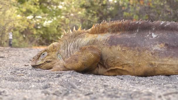 Terra de Galápagos Iguana - iguana de terra amarela na Baía de Urbina, Isabela, Galápagos — Vídeo de Stock