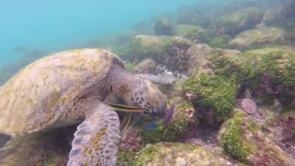 Galápagos tortuga marina verde nadando bajo el agua en la Isla Floreana, Galápagos — Vídeos de Stock