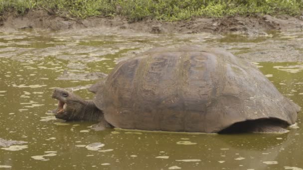 Galapagos Dev Kaplumbağaları Galapagos Adaları 'ndaki Santa Cruz Adası' nda — Stok video