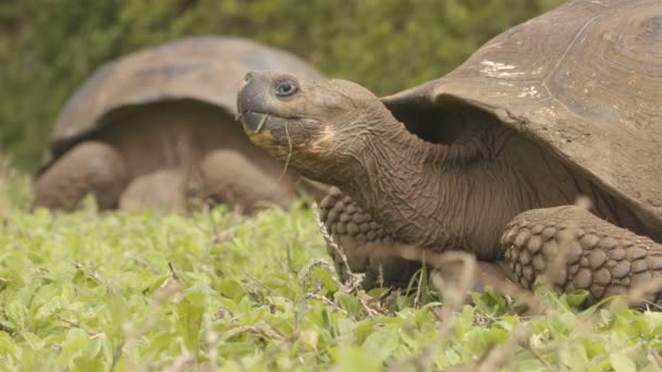 Τεράστια χελώνα Γκαλαπάγκος στο νησί Σάντα Κρουζ στα νησιά Γκαλαπάγκος. — Αρχείο Βίντεο