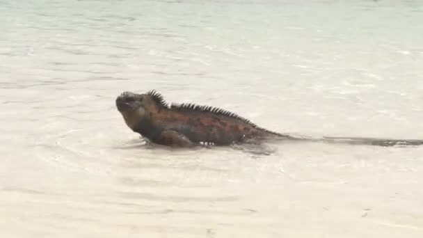 Galapagos Marine Iguana a piedi sulla spiaggia della baia di Tortuga - Isola di Iguanas Santa Cruz — Video Stock