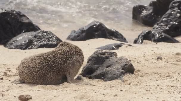 Schattige dieren - Galapagos Zee Leeuw welp spelen in zand op het strand Galapagos Eilanden — Stockvideo