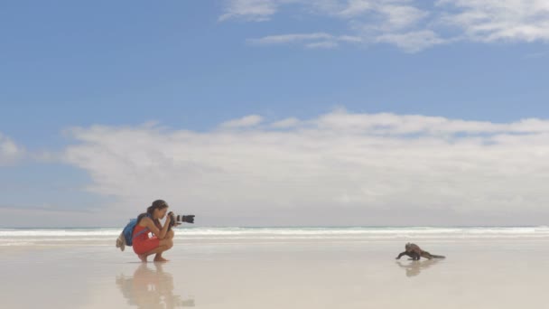 Travel adventure tourist nature photographer on Galapagos beach with Iguana — Stock Video