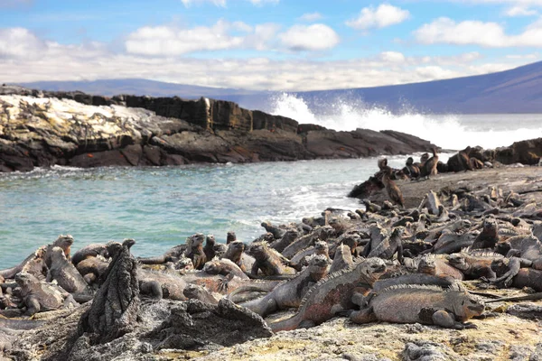 Galapagos animals - Marine Iguana and Flightless cormorant on Fernandina Island — Stockfoto