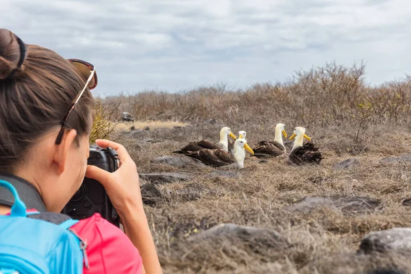 Galapagos toerist maakt foto 's van Waved Albatross op Espanola Eiland — Stockfoto