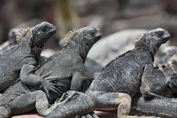 Iguana Marina de Galápagos - Iguanas calentándose al sol en Isla Fernadina —  Fotos de Stock
