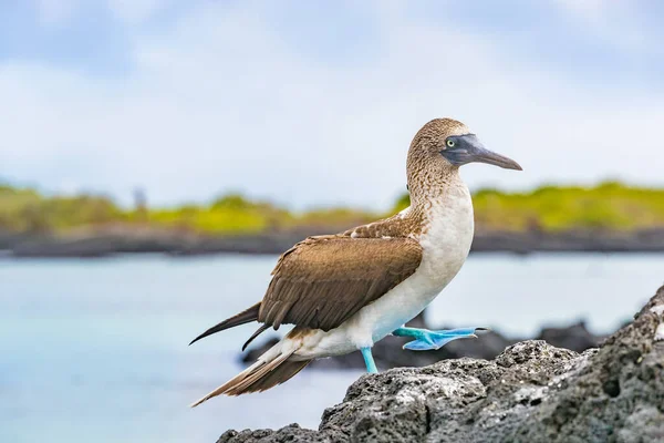 Blaufüßiger Tölpel - Ikonische berühmte Galapagos-Tierwelt — Stockfoto